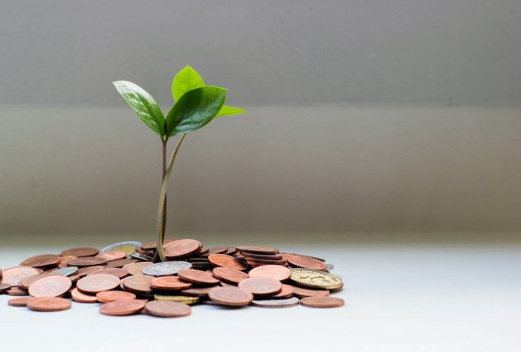 green plant on brown round coins