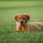 golden retriever puppy on green grass field during daytime