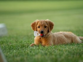 golden retriever puppy on green grass field during daytime