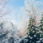 green pine trees during snow season