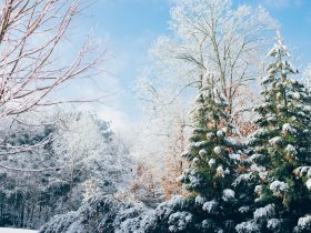 green pine trees during snow season