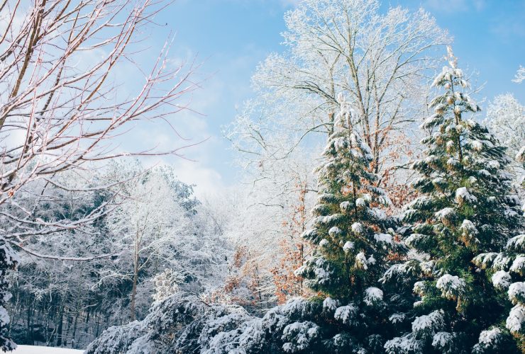 green pine trees during snow season