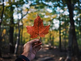 person holding maple leaf