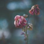 pink and white flower plant