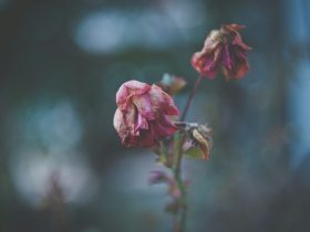 pink and white flower plant