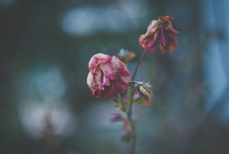 pink and white flower plant