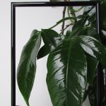 green leaf plant near window
