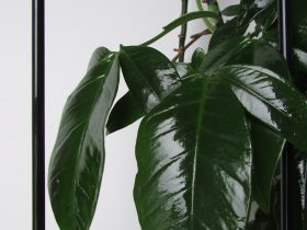 green leaf plant near window