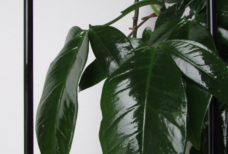 green leaf plant near window