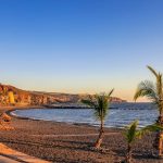 landscape photography of coconut trees by the seashore during daytime