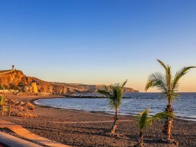 landscape photography of coconut trees by the seashore during daytime