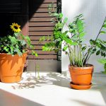 Balkonplanten die worden klaargezet voor de winter, met terracotta potten op een herfstbalkon