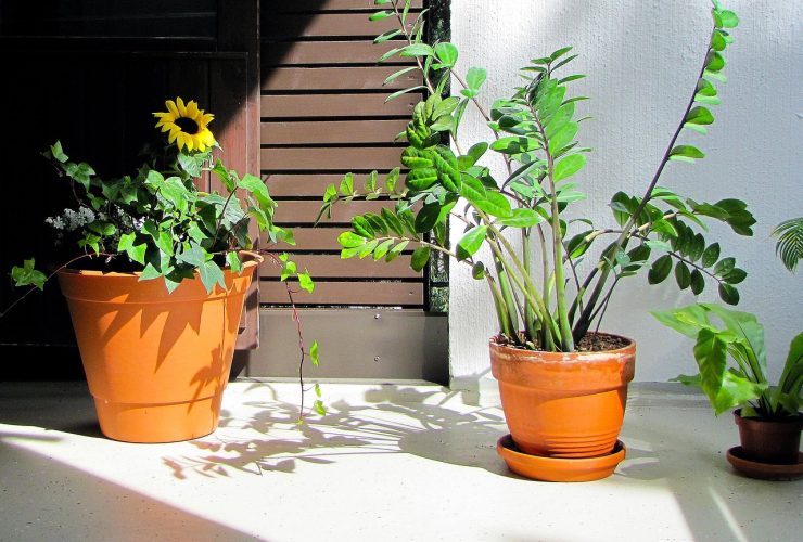 Balkonplanten die worden klaargezet voor de winter, met terracotta potten op een herfstbalkon