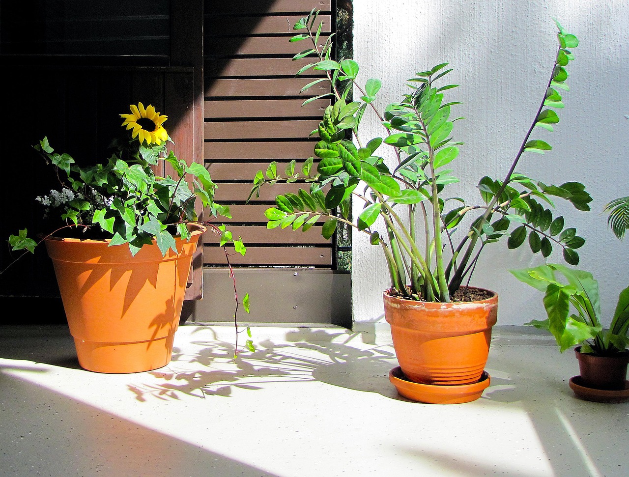 Balkonplanten die worden klaargezet voor de winter, met terracotta potten op een herfstbalkon