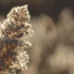Een zelfgemaakt droogboeket met pampasgras, herfstgrassen en eucalyptus in een terracotta vaas