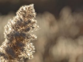 Een zelfgemaakt droogboeket met pampasgras, herfstgrassen en eucalyptus in een terracotta vaas