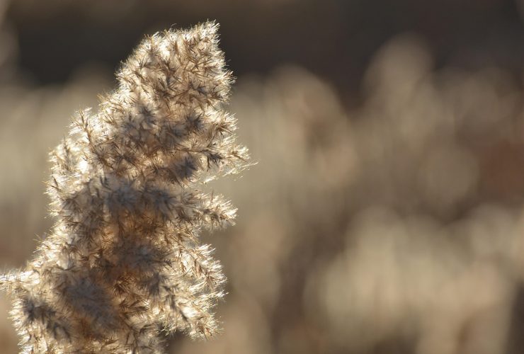 Een zelfgemaakt droogboeket met pampasgras, herfstgrassen en eucalyptus in een terracotta vaas